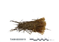 藏品(澤苔)的圖片